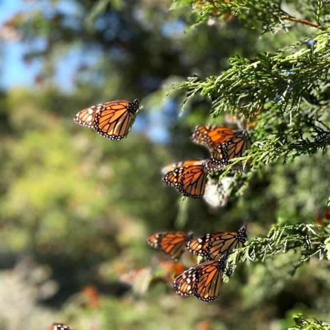 mariposas-monarca-bosques