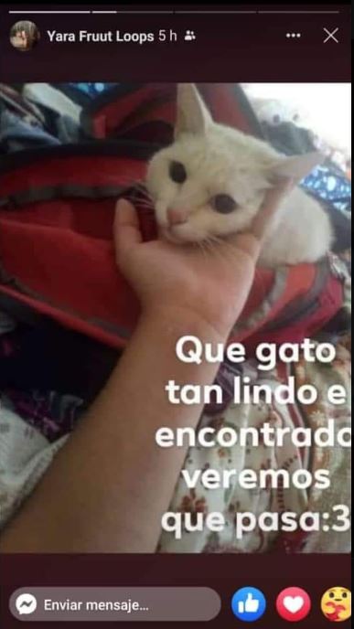 Quién es Yara Fruut Loops La joven señalada por asesinar a un gato en Aguascalientes 2