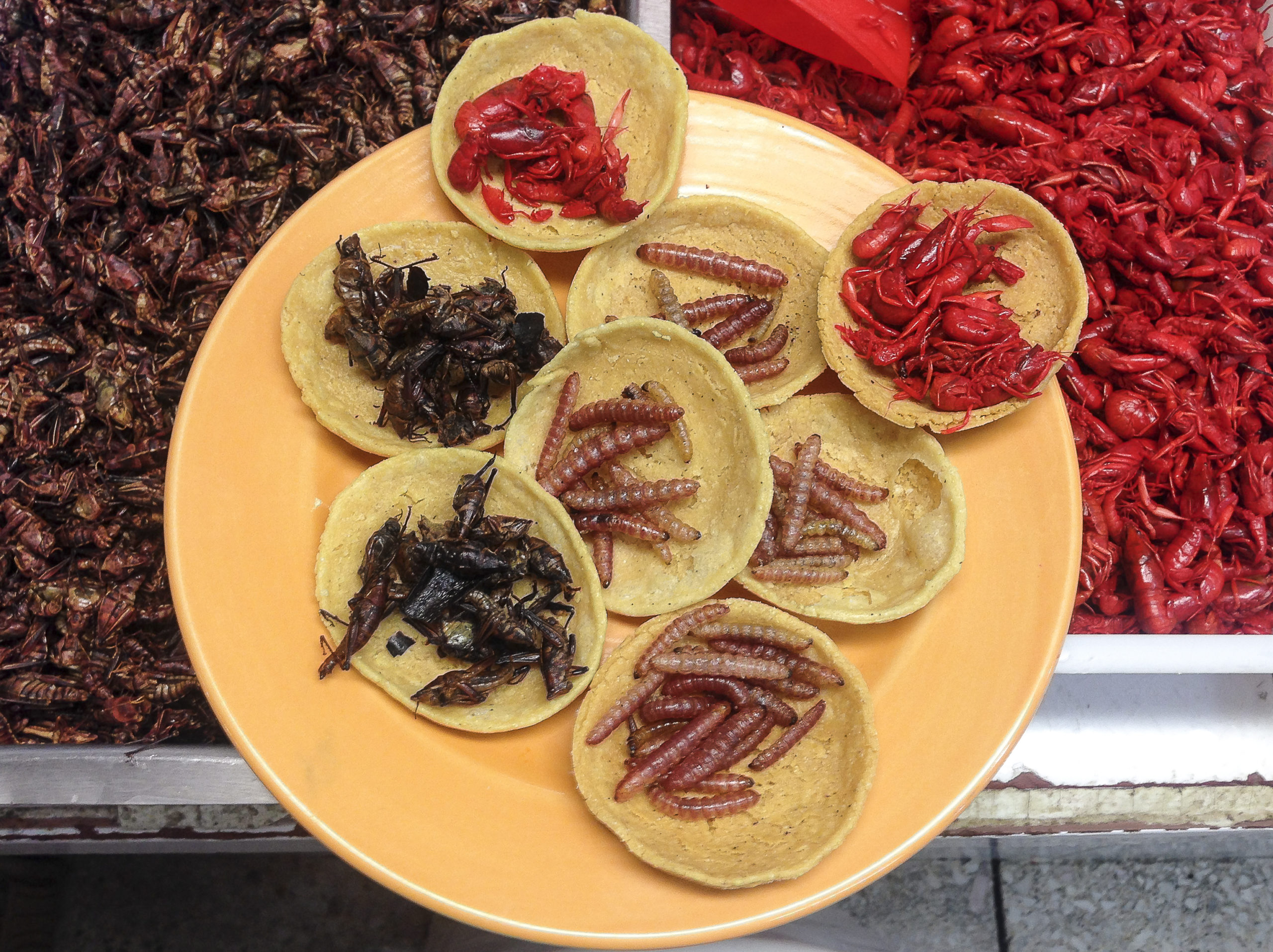 Habrá representantes de la gastronomía mexicana de cada uno de los estados