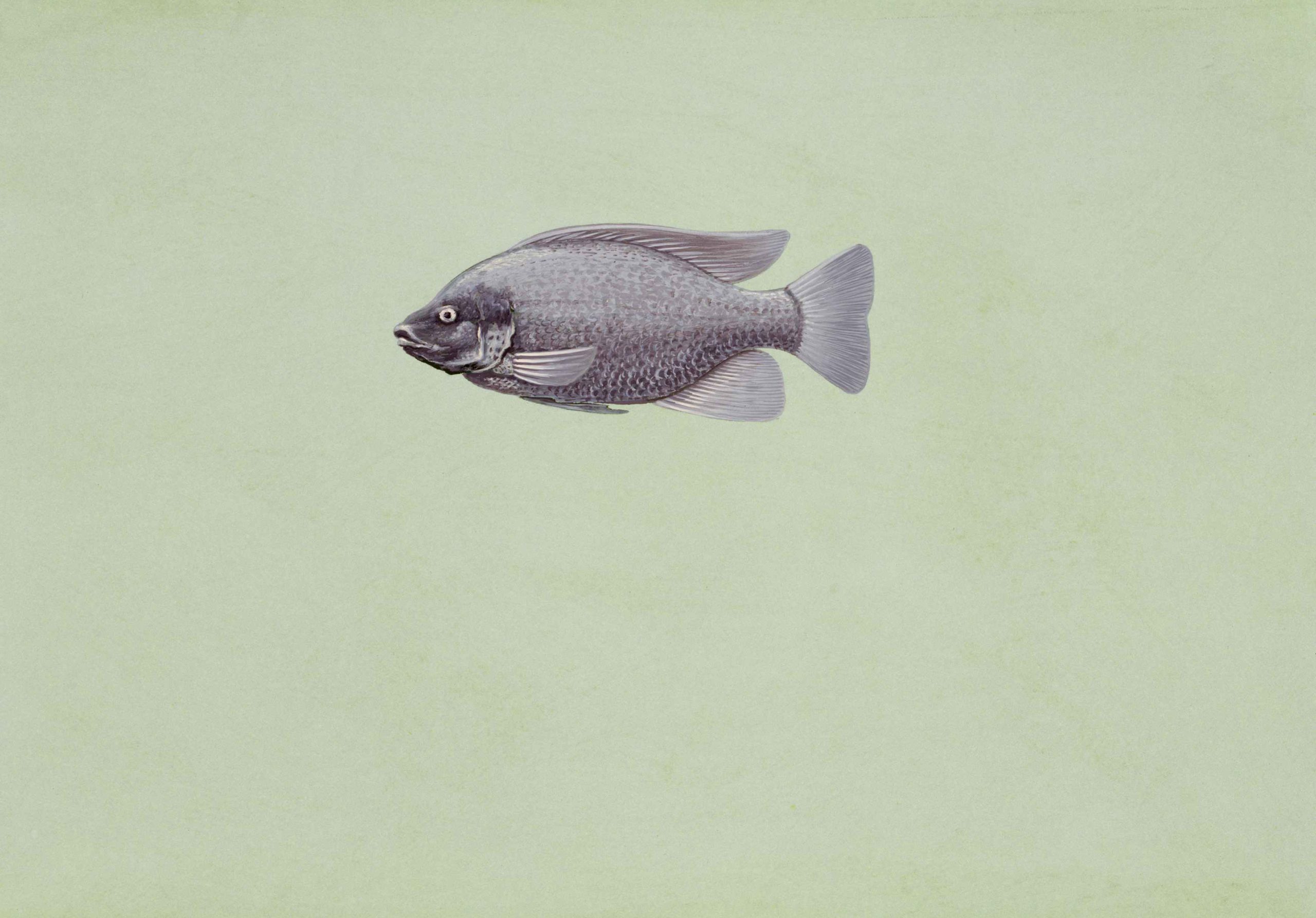 tilapia-oreochromis-niloticus-fish