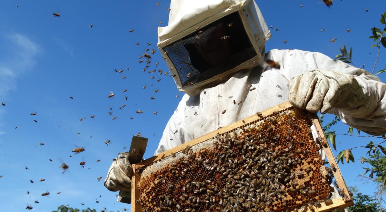 curso-apicultor-fundacion-carlos-slim