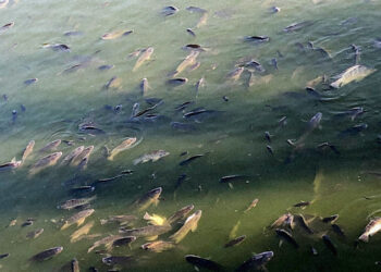 No alimenten a los peces de Chapultepec, responde CDMX tras muerte de cientos de ejemplares portada