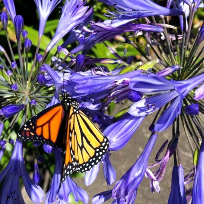 mariposas-monarca-Michoacán