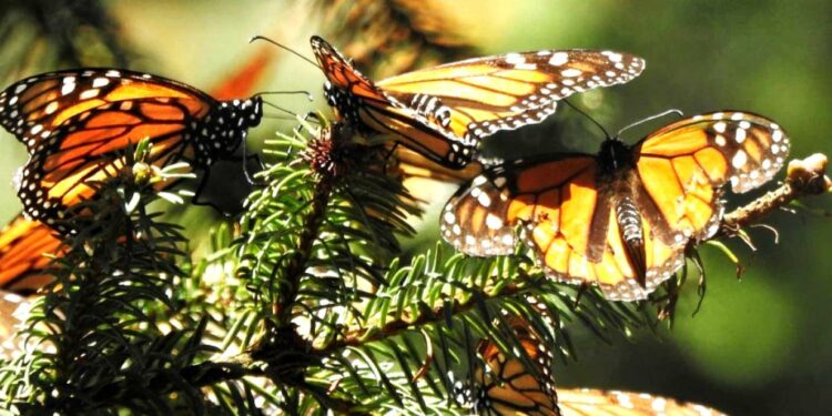 mariposas-monarca-donde-ver