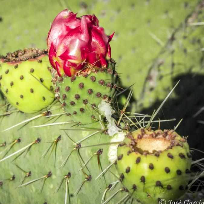 mineral-del-chico-nopal