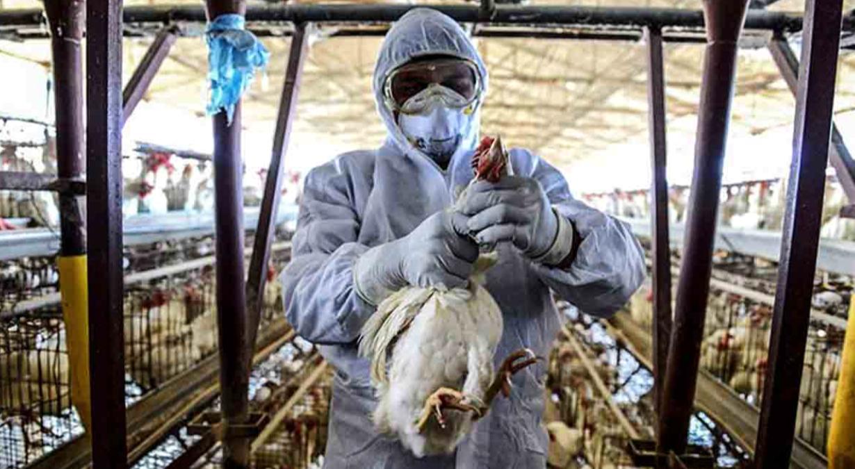 influenza-aviar-nueva-amenaza-gripe