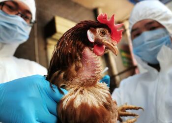 influenza-aviar-nueva-amenaza-pandemia