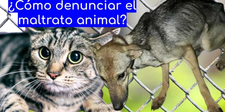 Cómo-denunciar-maltrato-animal-Puebla