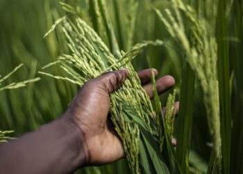 En África se cultiva arroz desde hace más de 3000 años, hoy se dedican a ello más de  35 millones de agricultores  en 40 países de la zona y es el segundo alimento básico más importante del África, después del maíz. Foto: Pixabay.