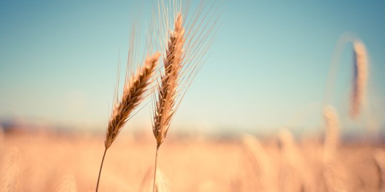 ¿Qué ha provocado la subida de los precios del trigo?. Foto: Pixabay.