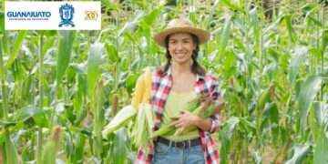 apoyo-guanajuato-para-productores-de-maiz